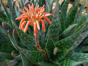 Aloe maculata 7 Seeds South Africa