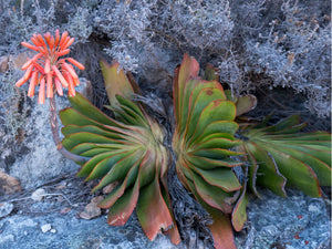 Aloe haemanthifolia (Kumara) 7 Seeds  South Africa
