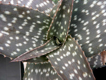 Load image into Gallery viewer, Aloe kilifiensis (10 Seeds) Tanzania