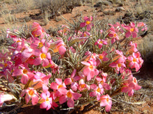 Load image into Gallery viewer, Adenium oleifolium (5 Seeds) Namibia