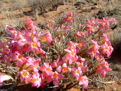 Adenium oleifolium (5 Seeds) Namibia
