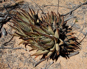 Aloe corallina  RARE (10 Seeds) Namibia