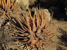 Load image into Gallery viewer, Aloe khamiesensis (10 Seeds) South Africa