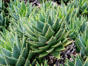 Aloe perfoliata (7 Seeds) South Africa