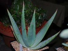 Load image into Gallery viewer, Aloe viridiflora (8 Seeds) Namibia