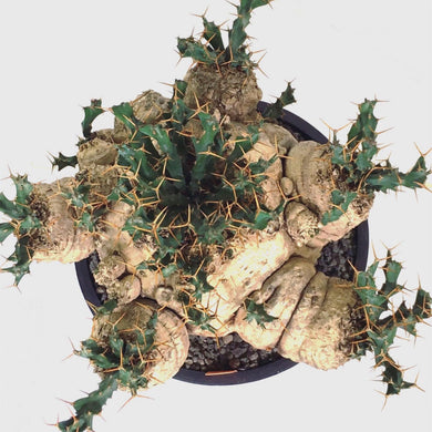 Euphorbia clavigera (5 seeds) Caudex