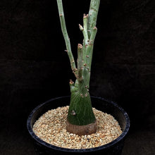 Load image into Gallery viewer, Adenia pechuelii LIVE PLANT #0121 For Sale