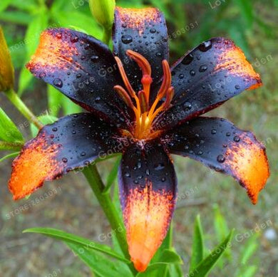 Canna Lily ( Nature Rust )  x1 Bulb-Tuber
