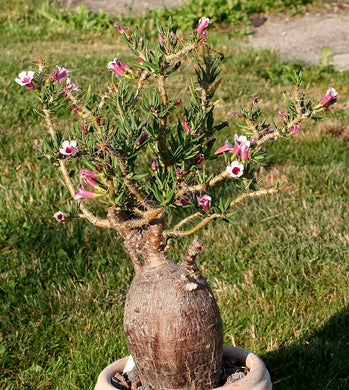 Pachypodium bispinosum (10 Seeds) Caudex South Africa