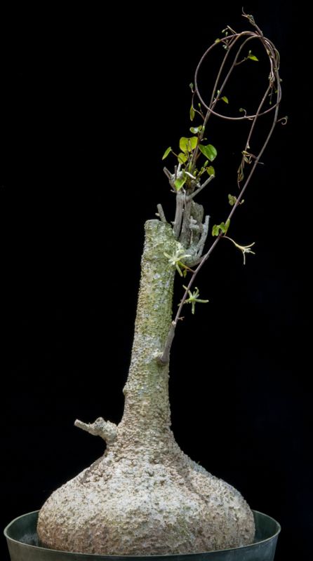 Adenia epigea (5 Seeds) Caudex アデニア Madagascar