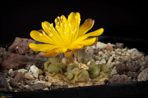Cintia knizei (10 Seeds) Cacti