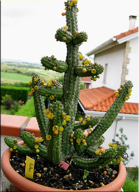 Echidnopsis cereiformis (10 Seeds) Cacti