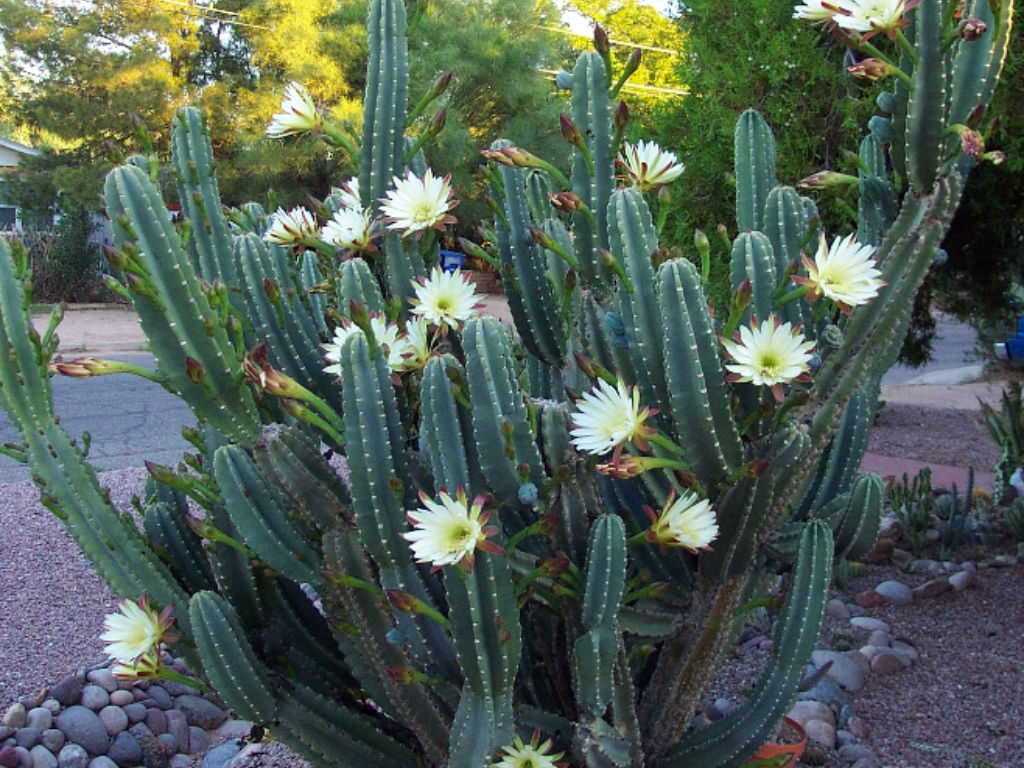 Cereus hildmannianus (10 Seeds) Cacti