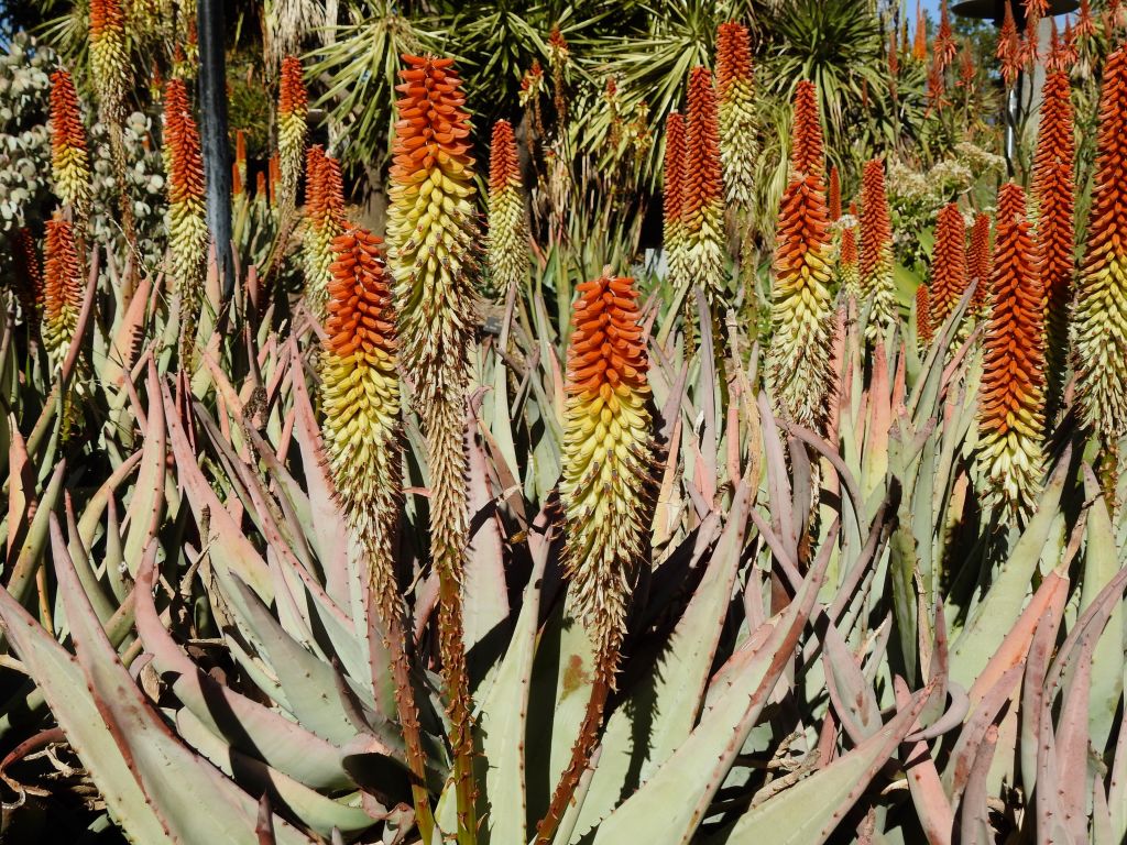 Aloe petricola (15 Seeds) South Africa