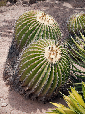 Echinocactus platyacanthus (10 Seeds) Cacti