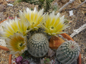 Echinocereus dasyacanthus (12 Seeds) Cacti