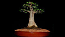 Load image into Gallery viewer, Adansonia digitata BaoBab (10 Seeds) Caudex Madagascar