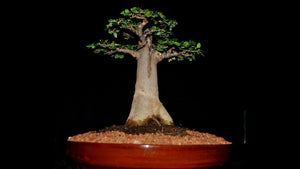 Adansonia digitata BaoBab (10 Seeds) Caudex Madagascar