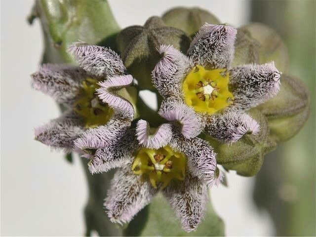 Caralluma burchardii (10 Seeds) Canary Islands