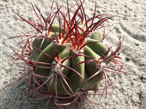 Denmoza rhodacantha (10 Seeds) Cacti