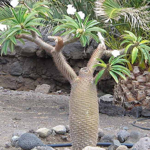 Pachypodium lamerei (10 Seeds) Madagascar