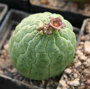 Larryleachia cactiformis (7 Seeds) Cacti