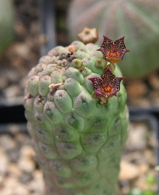 Larryleachia marlothii (7 Seeds) Cacti