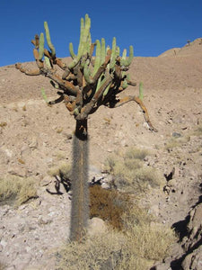 Browningia candelaris (15 Seeds) Cacti