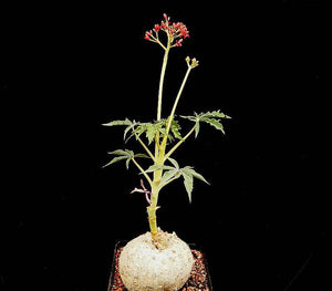 Jatropha cathartica (6 Seeds) Caudex