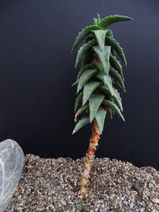Aloe pearsonii (15 Seeds) Namibia