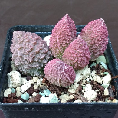 Adromischus marianiae (10 Seeds) South Africa