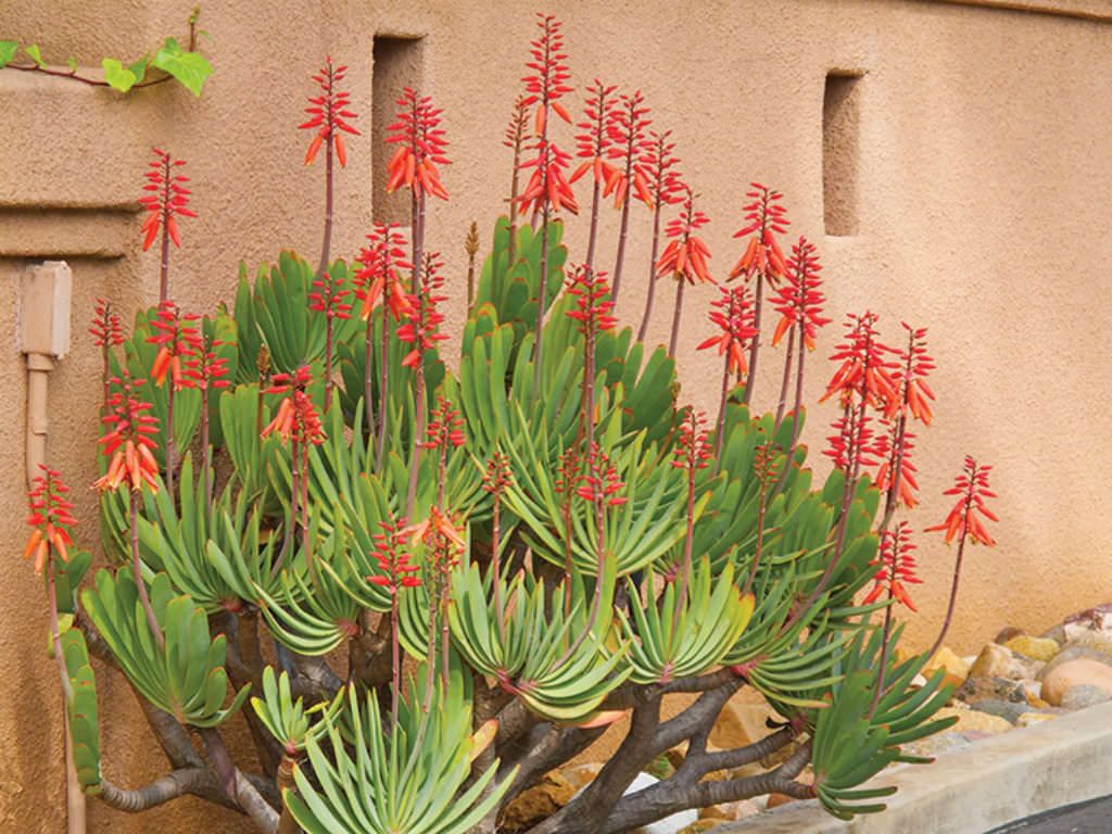Aloe plicatilis (Kumara) 15 Seeds  South Africa