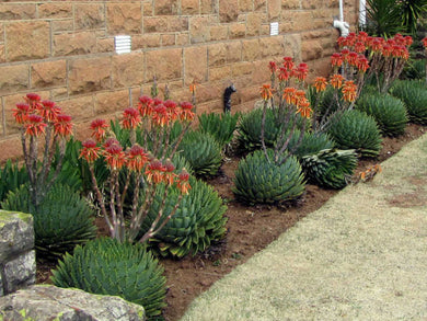 Aloe polyphylla (20 Seeds) South Africa