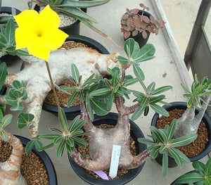 Pachypodium cactipes (6 Seeds) Madagascar