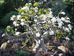 Pachypodium decaryi (7 Seeds) Madagascar