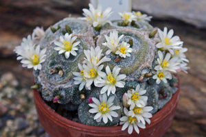 Blossfeldia liliputiana (10 Seeds) Cacti