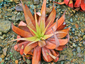Aloe microstigma (15 Seeds) Namibia