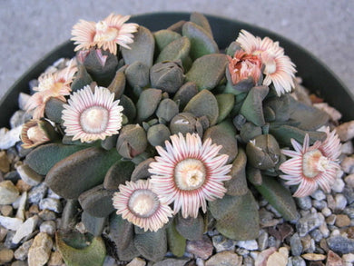 Aloinopsis rosulata (20 Seeds) South Africa