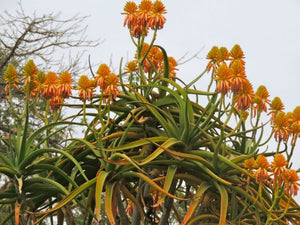 Aloidendron tongaense (10 Seeds) South Africa
