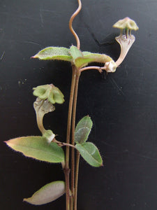 Ceropegia rendallii (10 Seeds)