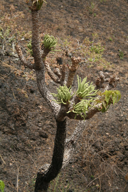 Cussonia arborea (10 Seeds) Caudex