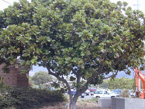 Ficus lyrata 15 seeds