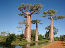 Load image into Gallery viewer, Adansonia digitata BaoBab (10 Seeds) Caudex Madagascar