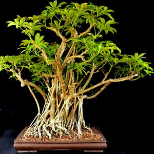 Schefflera arboricola 15 seeds Taiwan