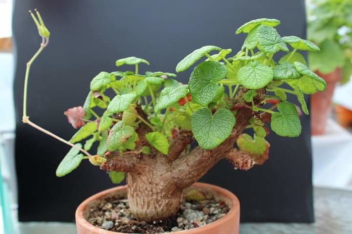 Pelargonium cotyledonis (Old Father Live Forever) 3 Seeds Caudex.