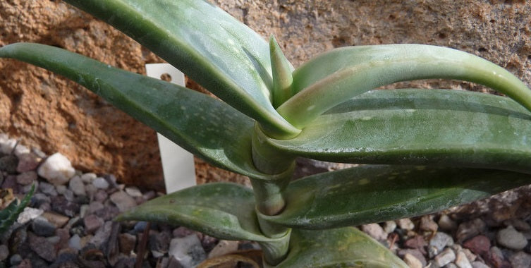 Aloe luntii  7 Seeds South Africa