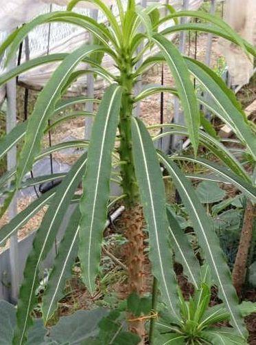 Pachypodium meridionale (5 Seeds) Madagascar