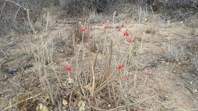 Namib Coral Tree 7 seeds Caudex