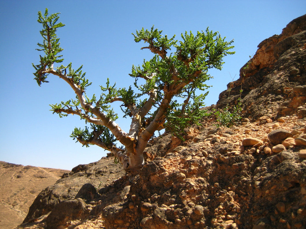 Boswellia sacra (5 Seeds) Oman