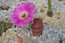 Indlæs billede til gallerivisning Echinocereus Rigidissimus Rubrispinus (30 Seeds) Cacti